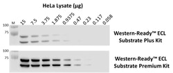 Biolegend Western-Ready ECL Substrate Plus Kit, Quantity: Each of 1