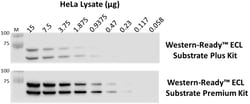 Biolegend Western-Ready™ ECL Substrate Premium Kit