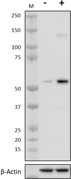 Biolegend&nbsp;Hydroxychloroquine Sulfate