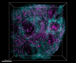 Biolegend&nbsp;Ce3D&trade; Permeabilization/Blocking Buffer