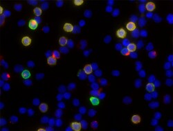 Biolegend Alexa Fluor 594 anti-human Granzyme A, Quantity: Each of 1