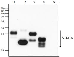Biolegend Ultra-LEAF Purified anti-mouse VEGF-A, Quantity: Each of 1