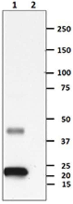 Biolegend Ultra-LEAF Purified anti-human IFN-β, Quantity: Each of 1