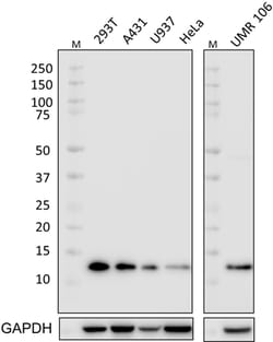 Biolegend Purified anti-mouse/rat/human MIF, Quantity: Each of 1