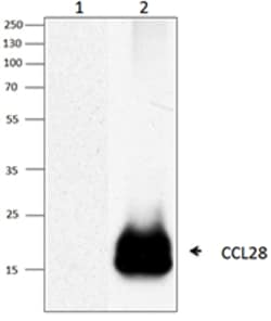 Biolegend Biotin anti-mouse CCL28 (MEC), Quantity: Each of 1