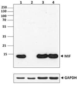 Biolegend Purified anti-human MIF, Quantity: Each of 1