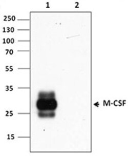 Biolegend Purified anti-human M-CSF, Quantity: Each of 1