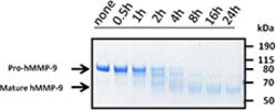 Biolegend Recombinant Human MMP-9 (carrier-free), Quantity: Each of 1