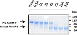 Biolegend Recombinant Human MMP-9 (dimer, carrier-free), Quantity: Each