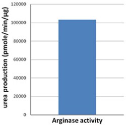 Biolegend Recombinant Human Arginase I (carrier-free), Quantity: Each of