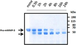 Biolegend Recombinant Mouse MMP-3 (carrier-free), Quantity: Each of 1