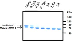 Biolegend Recombinant Human MMP-2 (carrier-free), Quantity: Each of 1