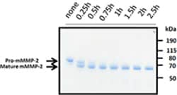 Biolegend Recombinant Mouse MMP-2 (carrier-free), Quantity: Each of 1