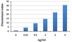 Biolegend Recombinant Human CCL4 (MIP-1β) (carrier-free), Quantity: Each