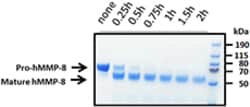 Biolegend Recombinant Human MMP-8 (carrier-free), Quantity: Each of 1