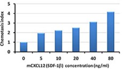 Biolegend Recombinant Mouse CXCL12 (SDF-1β) (carrier-free), Quantity: Each