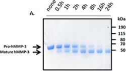 Biolegend Recombinant Human MMP-3 (carrier-free), Quantity: Each of 1