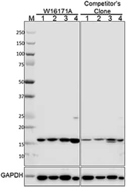 Biolegend Purified anti-H2A.X, Quantity: Each of 1