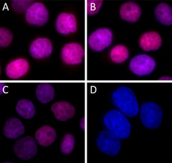 Biolegend Alexa Fluor 594 anti-H2A.X, Quantity: Each of 1