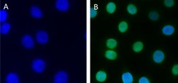 Biolegend Alexa Fluor 488 anti-H2A.X, Quantity: Each of 1