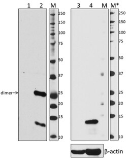 Biolegend Purified anti-MRP-14 (S100A9), Quantity: Each of 1
