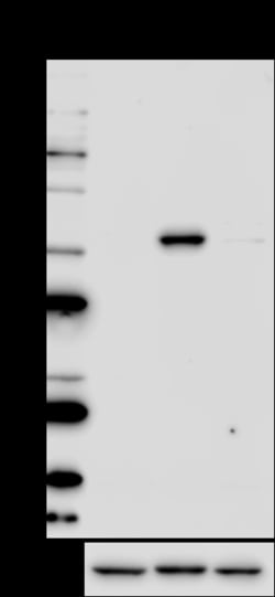 Biolegend Purified anti-Lck, Quantity: Each of 1