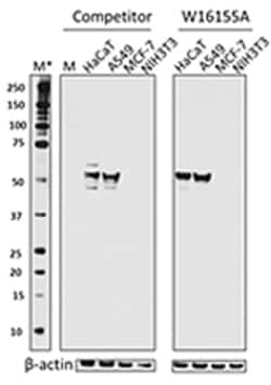 Biolegend Purified anti-human Cytokeratin 7, Quantity: Each of 1