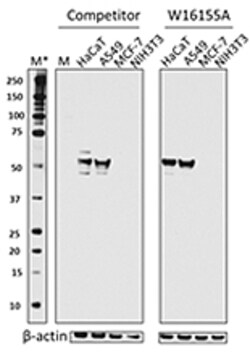 Biolegend Purified anti-human Cytokeratin 7, Quantity: Each of 1