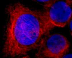 Biolegend Alexa Fluor 594 anti-human Cytokeratin 7, Quantity: Each of 1