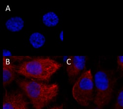 Biolegend Alexa Fluor 647 anti-human Cytokeratin 7, Quantity: Each of 1