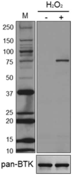 Biolegend Purified anti-BTK Phospho (Tyr223), Quantity: Each of 1