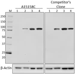 Biolegend Purified anti-STAT1, Quantity: Each of 1