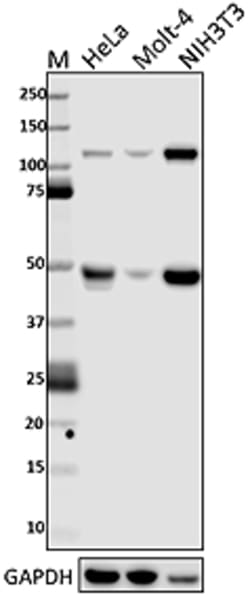 Biolegend Purified anti-NF-κB p105/p50, Quantity: Each of 1