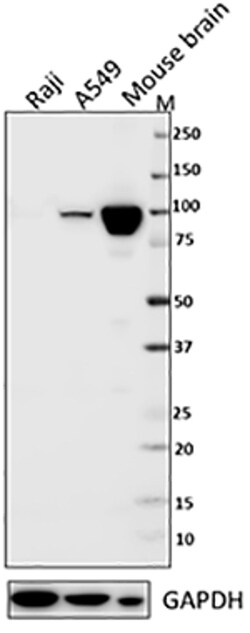 Biolegend Purified anti-Dynamin-1, Quantity: Each of 1