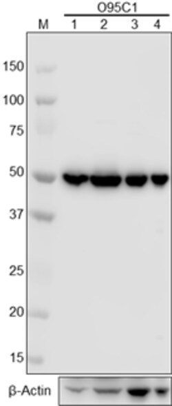 Biolegend Purified anti-β-Tubulin, Quantity: Each of 1