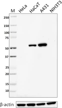 Biolegend Purified anti-Cytokeratin 6, Quantity: Each of 1