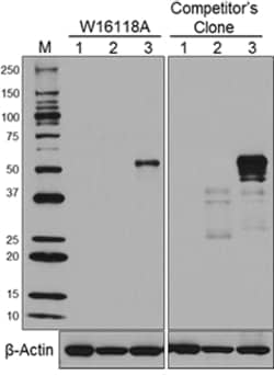 Biolegend Purified anti-RUNX1, Quantity: Each of 1