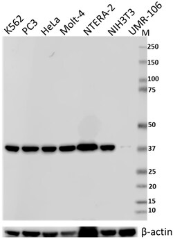Biolegend Purified anti-GAPDH, Quantity: Each of 1