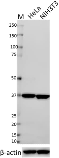 Biolegend Direct-Blot HRP anti-GAPDH, Quantity: Each of 1