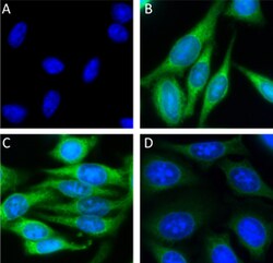 Biolegend Alexa Fluor 488 anti-GAPDH, Quantity: Each of 1