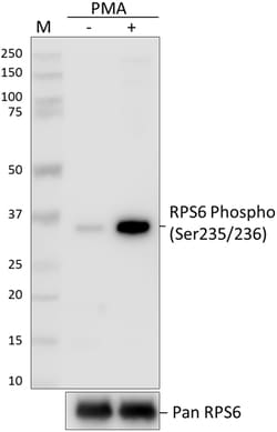 Biolegend Purified anti-RPS6 Phospho (Ser235/Ser236), Quantity: Each of