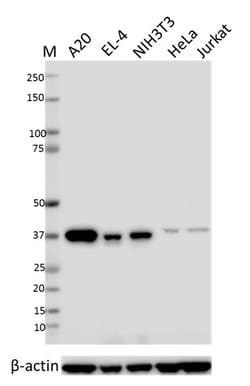 Biolegend Purified anti-IκB-α, Quantity: Each of 1