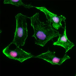 Biolegend Alexa Fluor 647 anti-SSRP1, Quantity: Each of 1