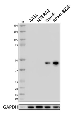 Biolegend Purified anti-DEPTOR, Quantity: Each of 1