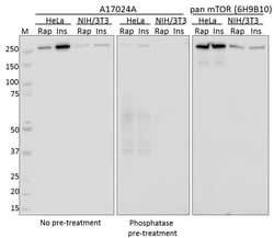Biolegend Purified anti-mTOR Phospho (Ser2448), Quantity: Each of 1