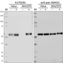 Biolegend Purified anti-SMAD1 Phospho (S463/S465)/SMAD9 (S465/S467), Quantity: