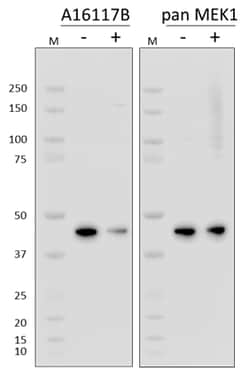 Biolegend Purified anti-MEK1 Phospho (Ser298), Quantity: Each of 1