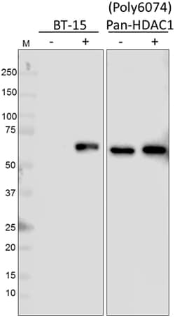 Biolegend Purified anti-HDAC1 Phospho (Ser406), Quantity: Each of 1