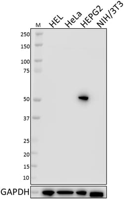 Biolegend Purified anti-FOXA1, Quantity: Each of 1
