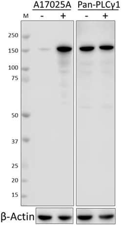 Biolegend Purified anti-PLCγ1 Phospho (Tyr783), Quantity: Each of 1
